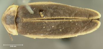 Media type: image;   Entomology 2784 Aspect: habitus dorsal view